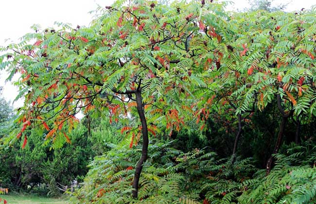 火炬樹栽培技術(shù)