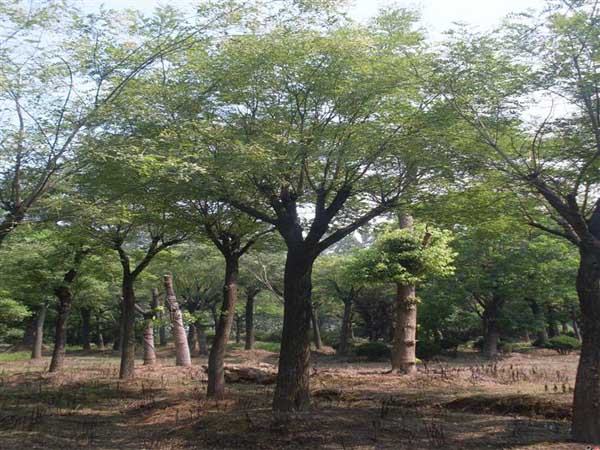 國(guó)槐樹