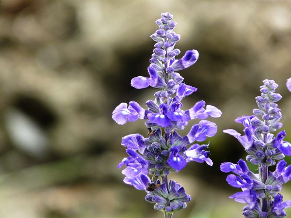 藍花鼠尾草圖片