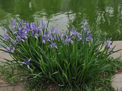 馬蓮花和馬蘭花是同一種花嗎？