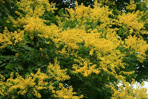 欒樹什么時候開花，花期多久