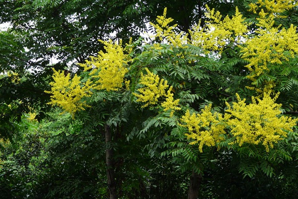 欒樹什么時候開花，花期多久