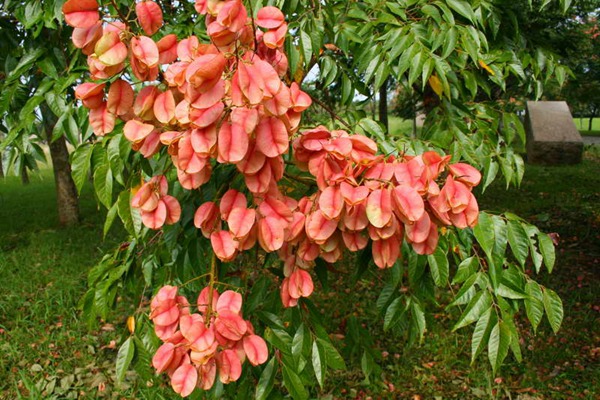 欒樹什么時候開花，花期多久