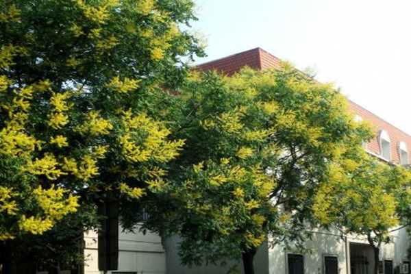 欒樹什么時候開花，花期多久