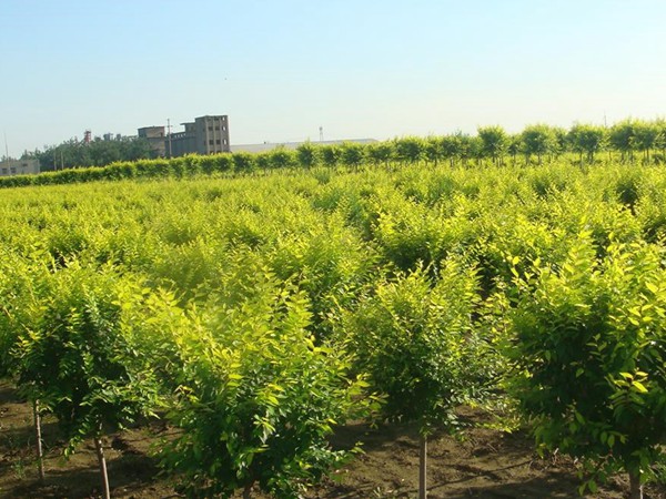 基地直銷金葉榆樹苗，價格多少錢