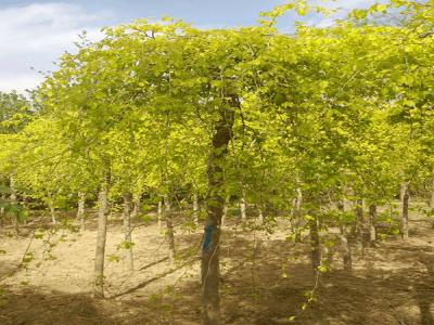 金葉垂榆小苗的種植和養護過程包括什么