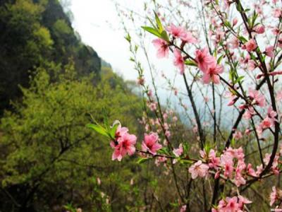 山桃什么時候開花，什么時候賞花效果好