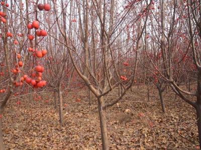 冬紅果海棠什么時候開花 ？