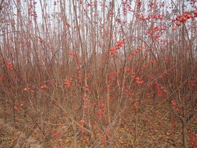 冬紅果海棠怎么種植養護