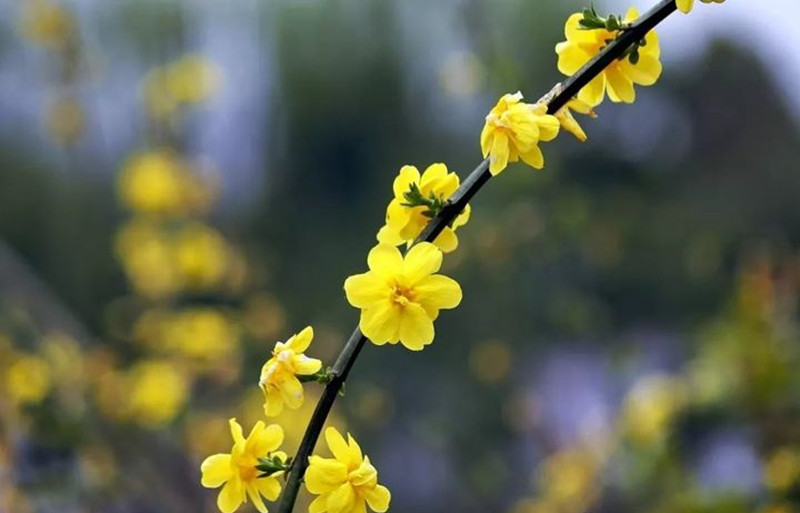 迎春花和連翹花有什么區別？