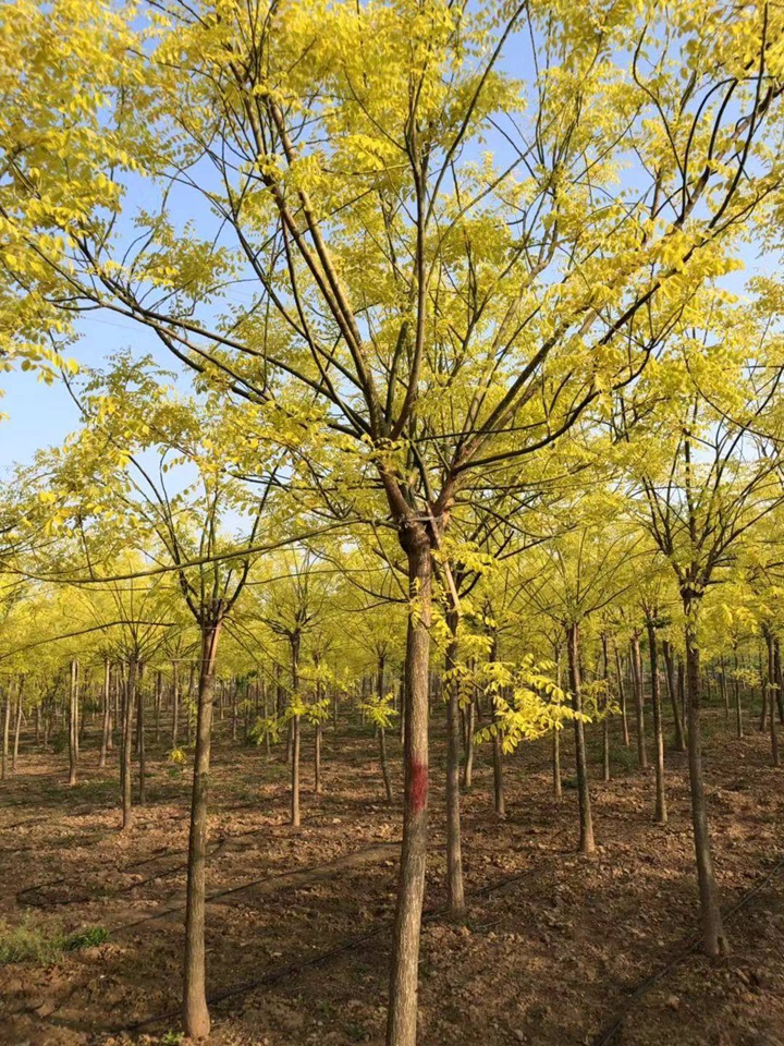 黃金槐