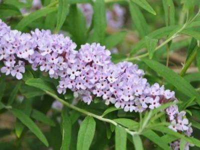 醉魚(yú)草花期是幾月，花期有多長(zhǎng)