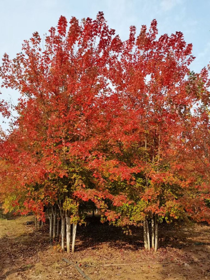 秋火焰紅楓