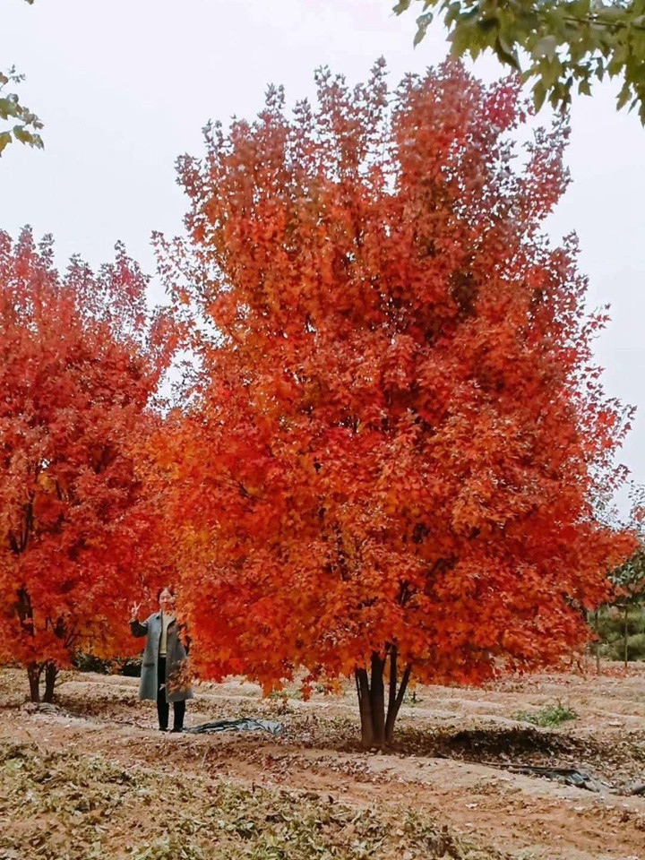 叢生紅點紅楓