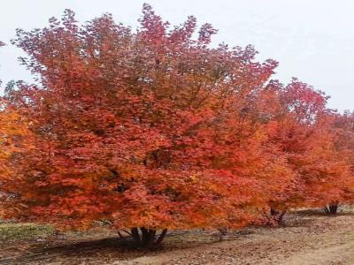 [叢生紅點紅楓]叢生紅點紅楓圖片_價格_種植方法