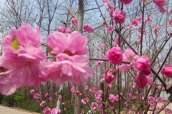 榆葉梅花期果期都是幾月