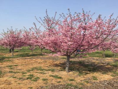 櫻花樹(shù)苗幾年才能開(kāi)花？花期在什么時(shí)候？