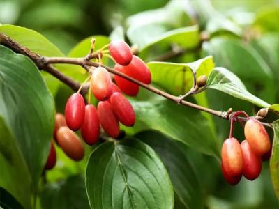 山茱萸幾年開花結果