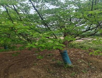 普及12公分垂柳種植需要注意點什么呢！